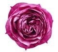 Bright pink rose flower white isolated background with clipping path. Flower for design, texture, background, frame, wrapper. Cl Royalty Free Stock Photo