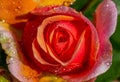 Bright pink rose flowers with water drops on the petals close-up. Romantic holiday, summer and Valentine Day background. Soft Royalty Free Stock Photo