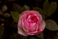 Bright pink rose flowers with water drops on the petals close-up. Romantic holiday, summer and Valentine Day background. Soft Royalty Free Stock Photo