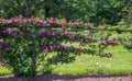 Bright pink rose growing on a fence Royalty Free Stock Photo