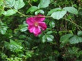 Bright pink rosehip flower among wet greens in the rain Royalty Free Stock Photo