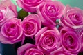 Bright pink roses, background for design, template for text Royalty Free Stock Photo