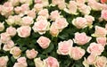 Bright pink roses background Royalty Free Stock Photo