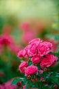 Bright pink roses background.Pink roses background.Pink rose in the garden.Beautiful pink rose in the garden.Pink roses in the Royalty Free Stock Photo