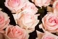 Bright pink roses background Royalty Free Stock Photo