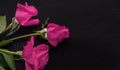 bright pink roses on a black background Royalty Free Stock Photo