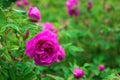 Bright pink roses with buds on a background of a green bush after rain. Beautiful pink roses in the summer garden. Royalty Free Stock Photo