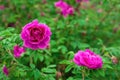 Bright pink roses with buds on a background of a green bush after rain. Beautiful pink roses in the summer garden. Royalty Free Stock Photo