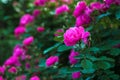 Bright pink roses with buds on a background of a green bush after rain. Beautiful pink roses in the summer garden. Royalty Free Stock Photo