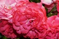 Bright pink roses close-up on a green background. Beautiful summer flowers in the city garden. Natural background Royalty Free Stock Photo