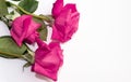 bright pink roses on a white background for decoration, various decor Royalty Free Stock Photo