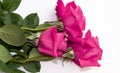 bright pink roses on a white background Royalty Free Stock Photo