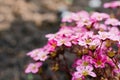 Bright pink Saxifraga flowers in the spring in the garden close-up Royalty Free Stock Photo