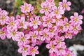 Bright pink Saxifraga flowers in the spring in the garden close-up Royalty Free Stock Photo