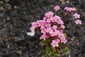 Bright pink Saxifraga flowers in the spring in the garden close-up Royalty Free Stock Photo