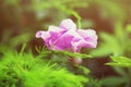 Bright pink single flower gerber against a plain green background Royalty Free Stock Photo