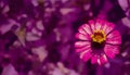 Bright pink Single flower head on purple background. Purple flower. Summer backdrop. Royalty Free Stock Photo