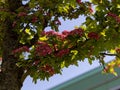 Crimson hawthorn flowers are grouped in inflorescences and grow closely to each other on a branch with green leaves. Royalty Free Stock Photo