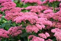 Pink stonecrop prominent sedum in the garden closeup. Royalty Free Stock Photo