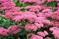 Pink stonecrop prominent sedum in the garden closeup.