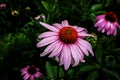 Bright Pink strawflower growing in dark blurred greenery - Copyspace Royalty Free Stock Photo