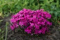 Bright pink styloid phlox blooms in the garden in spring