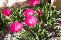 Bright pink succulent flowers