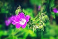 Bright pink summer flowers Geranium pratense on a blurred background. Royalty Free Stock Photo