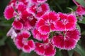 Bright pink Sweet William flowers Dianthus barbatus flowering in a garden. Dianthus flowers Royalty Free Stock Photo