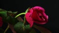 Bright Pink Tea Roses Up-Close Royalty Free Stock Photo