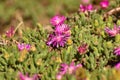 Bright Pink Trailing Ice Plant Flowers Delosperma cooperi Royalty Free Stock Photo