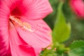 Bright pink tropical hibiscus flower, green leaves on a natural background Royalty Free Stock Photo