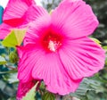 Bright pink tropical hibiscus flower, green leaves on a natural background Royalty Free Stock Photo