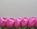 Bright pink tulip flower border on textured background with text and copy space Royalty Free Stock Photo