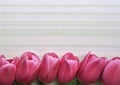 Bright pink tulip flower border on textured background with text and copy space Royalty Free Stock Photo