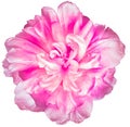 Bright pink tulip flower on white isolated background with clipping path. Closeup. For design. Royalty Free Stock Photo