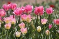 Bright pink tulip flowers in garden