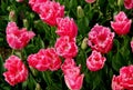 Bright pink tulips close up at Goztepe Park during the annual Tulip Festival in Istanbul, Turkey Royalty Free Stock Photo