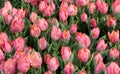 Bright pink tulips close up at Goztepe Park during the Tulip Festival in Istanbul, Turkey Royalty Free Stock Photo