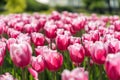 Bright pink tulips flowers in garden, scenery view on agricultural field with blooming flowers.