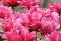 Bright pink tulips Masscotte grade a lawn in the city park. Class Fringed tulips. Close-up view