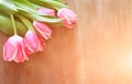 Bright pink tulips on natural wooden background, with the spray of the water, in honor of women`s day