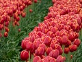 Bright pink tulips planted in wide rows in full bloom