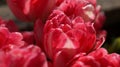 Bright pink tulips in a pot in a back garden on a sunny day after rain Royalty Free Stock Photo