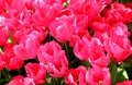 Bright pink tulips in the sun close up at Goztepe Park in Istanbul, Turkey Royalty Free Stock Photo