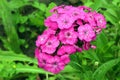 bright pink Turkish carnation (lat. Dianthus barbatus) blooms against green foliage Royalty Free Stock Photo