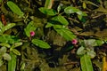 Bright pink water knotweed flower - Persicaria amphibia