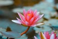 Bright pink water lily close up Royalty Free Stock Photo