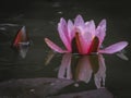 Bright pink water lily or lotus flower Marliacea Rosea bud in the morning dew. It opens against the black water of the pond. Royalty Free Stock Photo