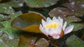 Bright pink water lily or lotus flower Marliacea Rosea with water drops after rain. Close-up of Nymphaea in garden pond. Royalty Free Stock Photo